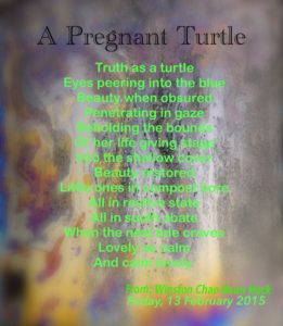 A pregnant turtle